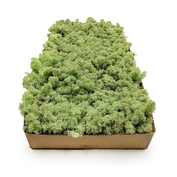 Rensdyrmos - Norge - Mintgrøn 50g NETTO