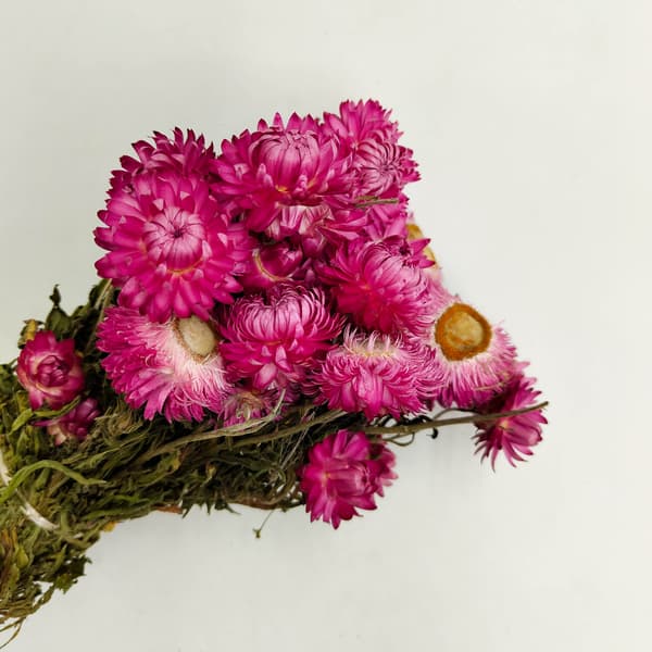 Tørret Helichrysum Granvia® - (Helichrysum Granvia®) - Pink