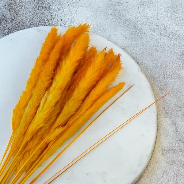 Mini Pampasgräs - Orange