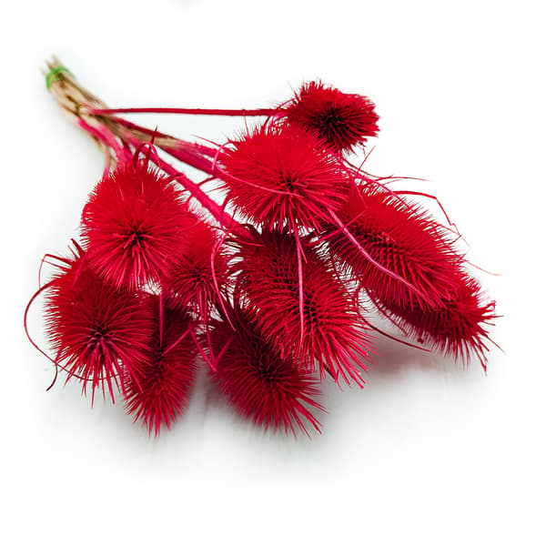 Kuivattu ohdake - (Teasel) - Punainen