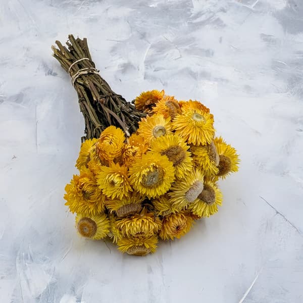 Tørret Helichrysum - (Helichrysum) - Gul