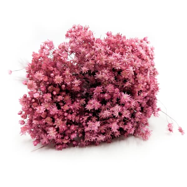 Tørret Glixia - (Glyxia Marcela) - Fuchsia