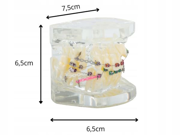 Modell Dental Apparat (100) / 60