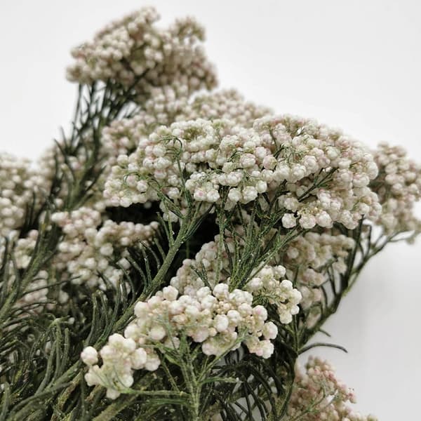 Ozothamnus Diosmi - Hvid