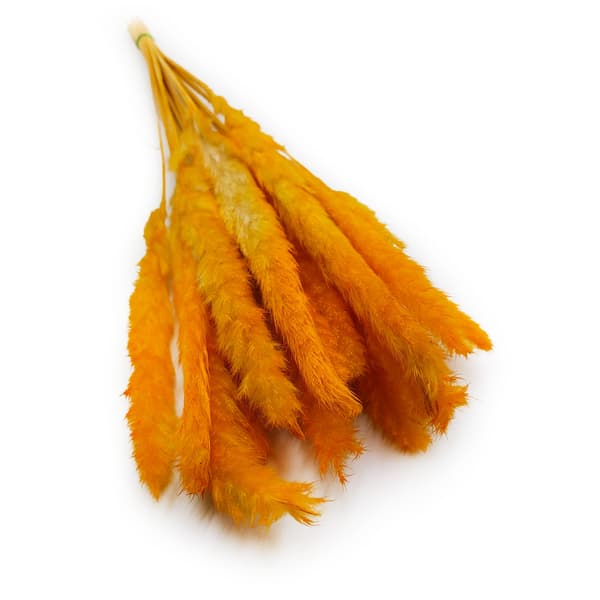 Mini Pampas Græs - Orange
