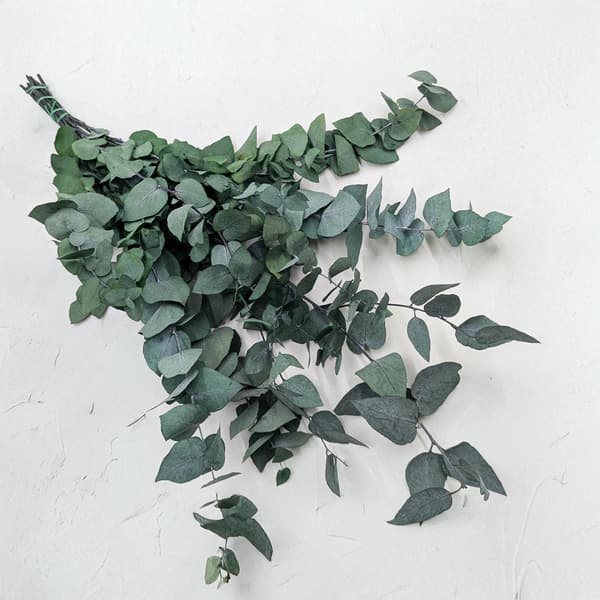 Stabiliserad eukalyptus - Stuartiana - Grön