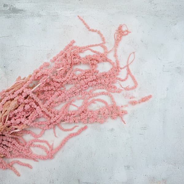 Stabiliserad amarant - Amaranth - Rosa