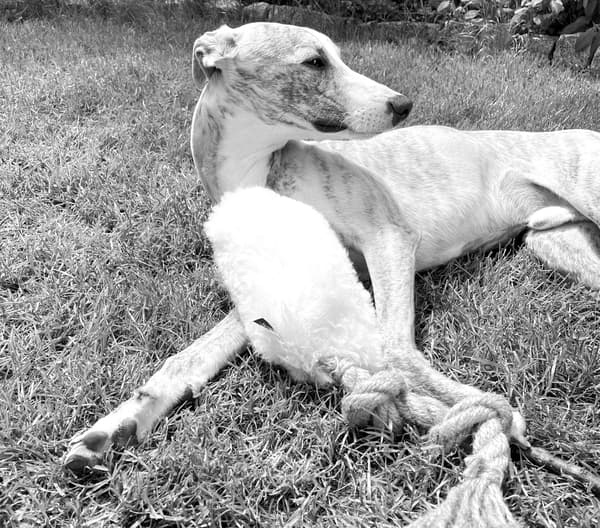 Naturlig ulden hundetræklegetøj - hvid medium