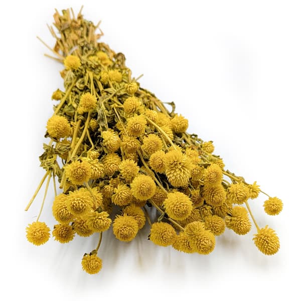 Tørret Gomphrena Globulus - (Globular Everlasting) - Gul