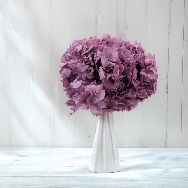 Stabiloitu hortensia (hortensia) - violetti