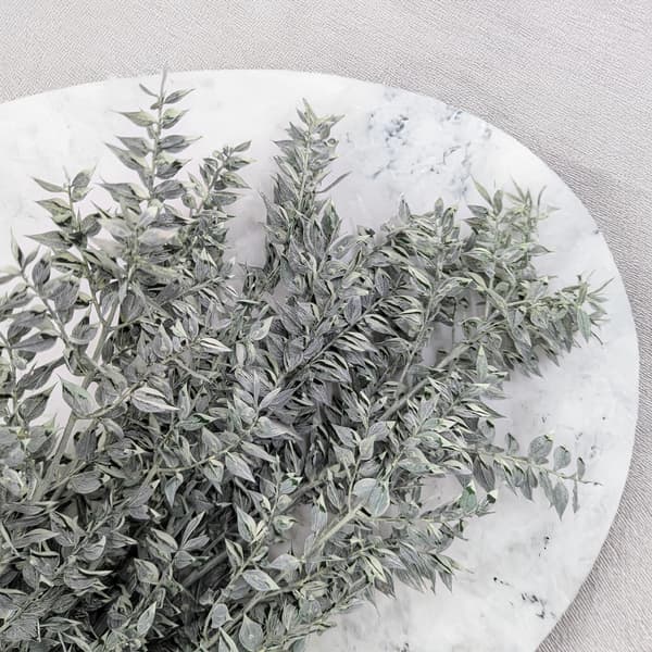 Stabiloitu Ruscus - (Ruscus) - Mattavihreä