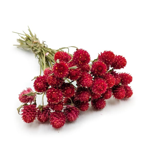 Torkad Gomphrena Globulus - Bukett - (Globular Everlasting) - Röd