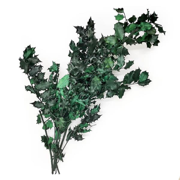 Stabiliserad järnek - (Ilex) - Grön