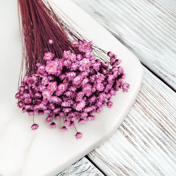 Torkad Glixia - (Glycine Comanthera) - Rosa