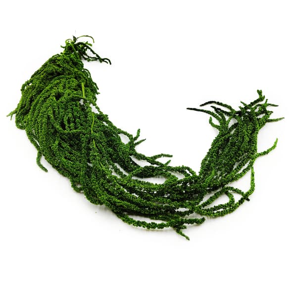 Stabiliseret amarant - Amaranth - Grøn