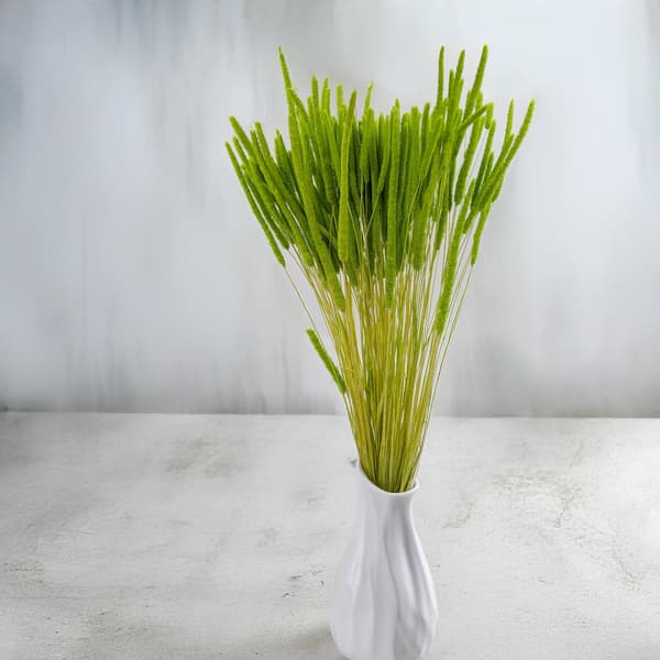 Tørret græs - Timothe (Phleum) - Lysegrøn