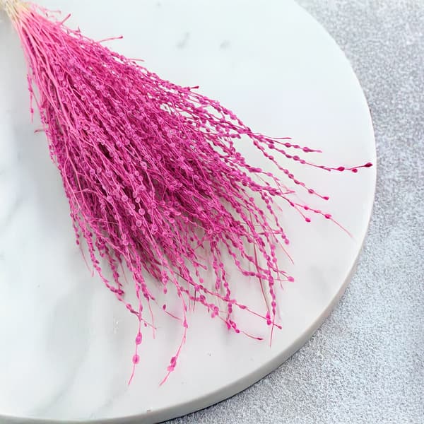 Lepidium (Lepidium sativum) - Fuchsia