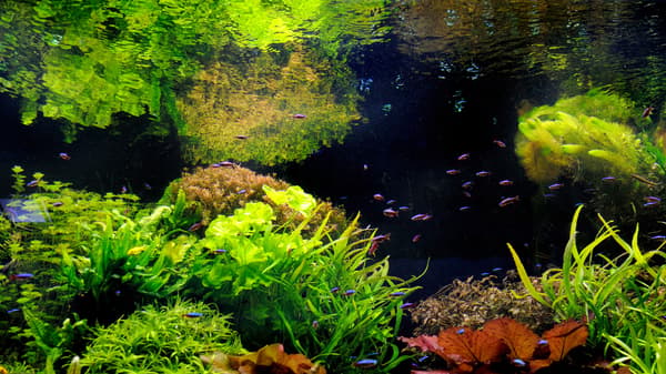 Akvarieovertræk 40x25 sort + Spectrum 5630 LED-belysning