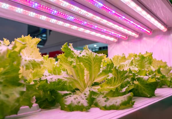 LED-belysning för växttillväxt 30cm GROW 3:1