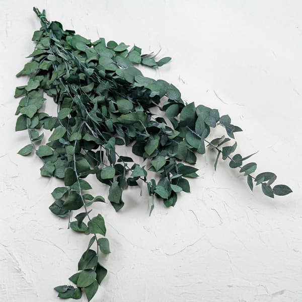 Stabiloitu eukalyptus - Stuartiana - Vihreä