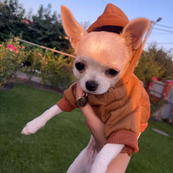 Hundjacka med huva isolerad storlek M