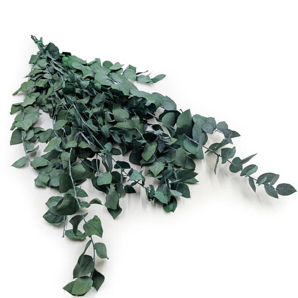 Stabiloitu eukalyptus - Stuartiana - Vihreä