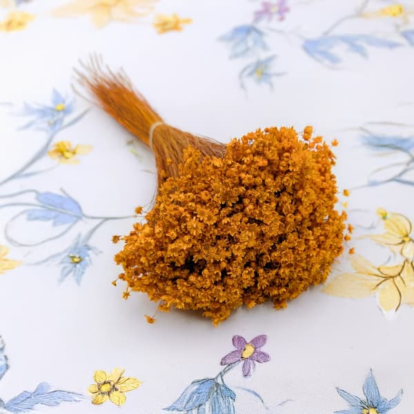 Tørret Glixia - (Glyxia Marcela) - Appelsin