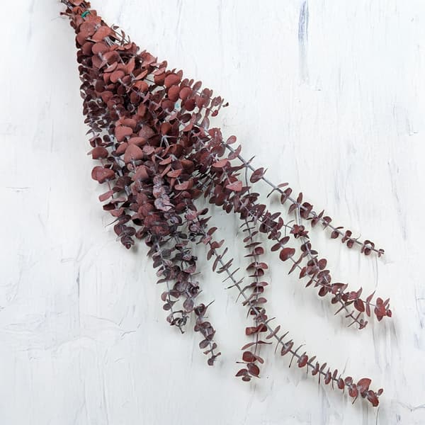 Stabiliseret eukalyptus - baby - rød