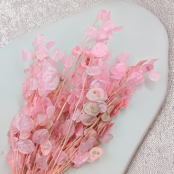 Moonflower - (Lunaria) - Rosa - Polen