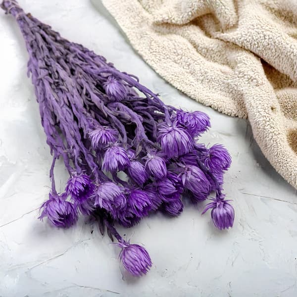Kapblomma - Phaenocoma prolifera - (Kaphalmblomma) - Lavendel