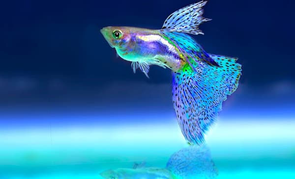 Akvarieovertræk 40x25 sort + LED-belysning HVID + BLÅ
