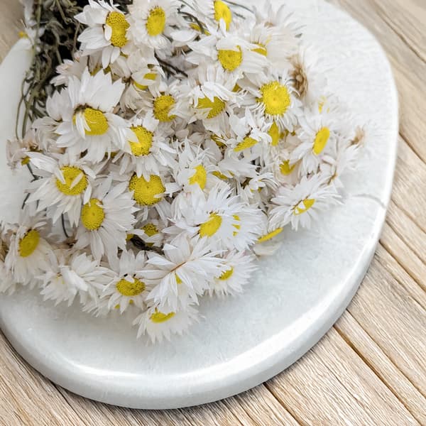 Tørret Suchlin - Suchołuska - (Acroclinium) - Hvid