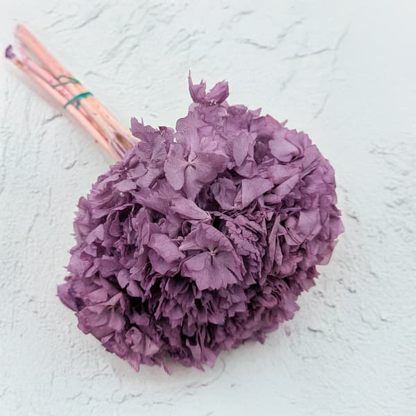Stabiloitu hortensia (hortensia) - violetti