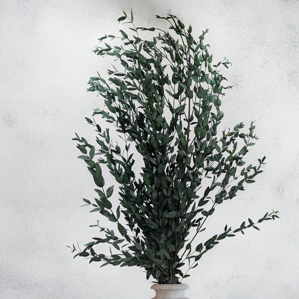 Stabiliserad eukalyptus - Parvifolia - Grön