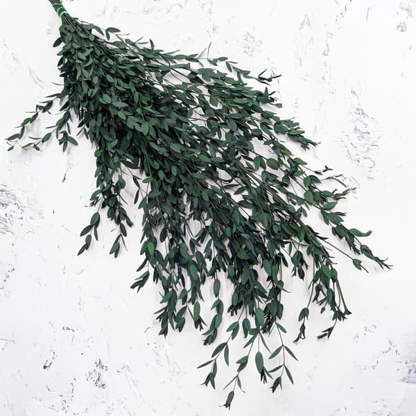 Stabiloitu eukalyptus - Parvifolia - Vihreä