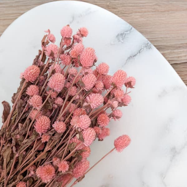 Kuivattu Gomphrena Globulus - (pallomainen ikuinen) - vaaleanpunainen
