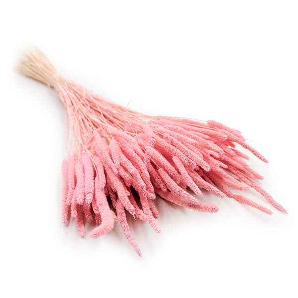 Tørret græs - Timothy (Phleum) - Lyserød