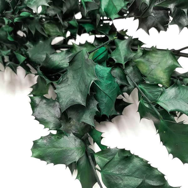 Stabiloitu orjanlaakeri - (Ilex) - Vihreä