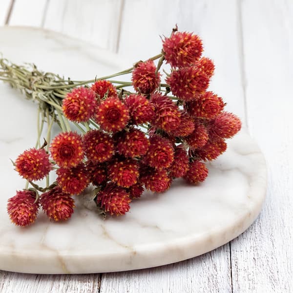 Torkad Gomphrena Globulus - Bukett - (Kulformad evig) - Apelsin