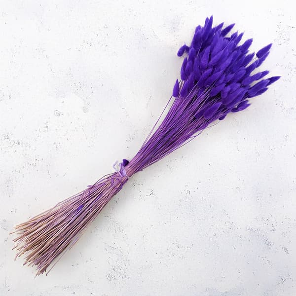 Tørret Lagurus - Lagurus ovata - ultraviolet
