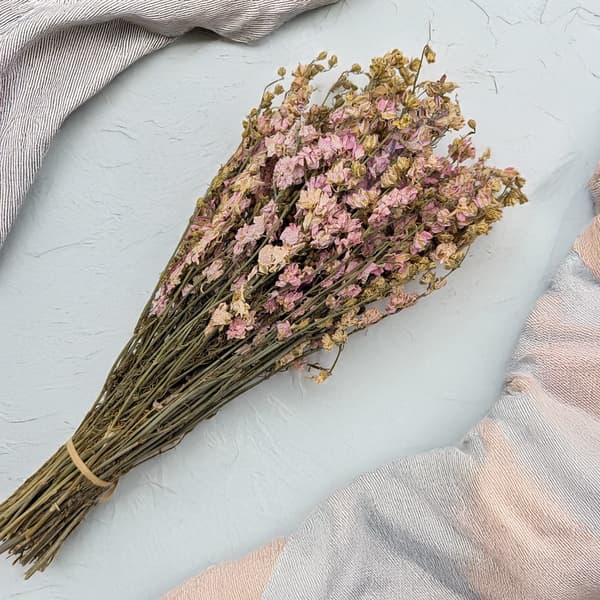 Torkad Delphinium - Rosa