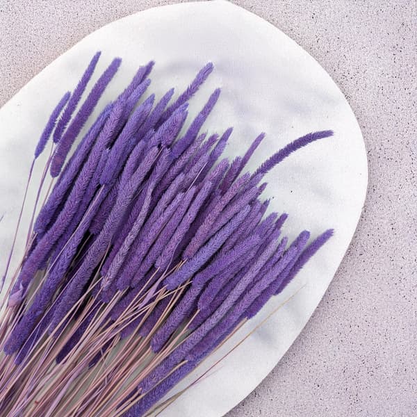 Kuiva ruoho - Timotei (Phleum) - Lila