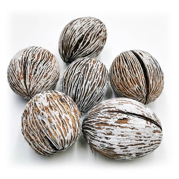 Mintola-boll snötäckt - exotisk torkad ört - 6 st.