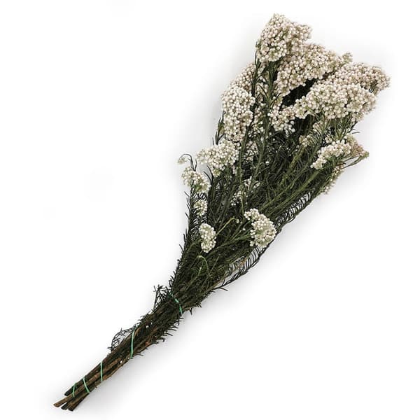 Ozothamnus Diosmi - Vit