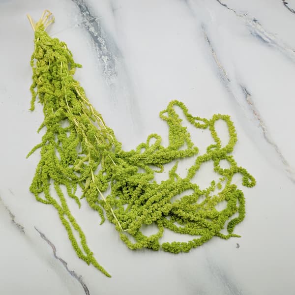Stabiliseret amarant - Amaranth - Lysegrøn