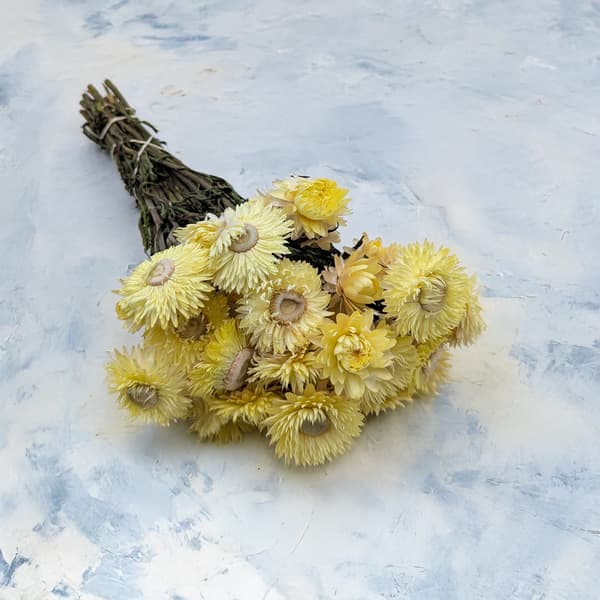 Tørret Helichrysum - (Helichrysum) - Citron