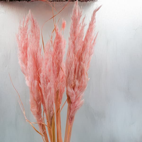 Mini Pampas Græs - Perlerød - 10 stk