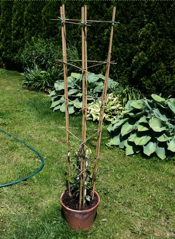 Bambuiset tikkaat kaarella 105 cm /10 kpl/