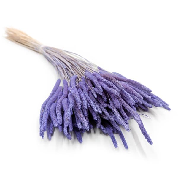 Tørret græs - Timothee (Phleum) - Lavendel