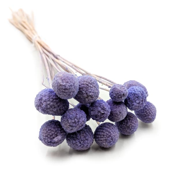 Torkad Craspedia - (Craspedia Extra) - Lavendel - bukett om 15